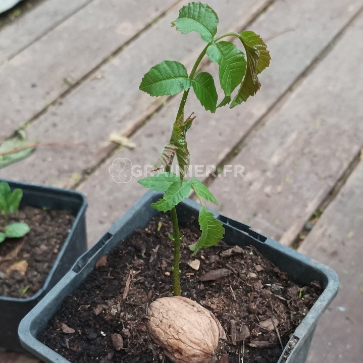 Common walnut, Juglans Regia, Calottier, Écalonnier, GOJEUTATIVE image